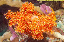 soft coral